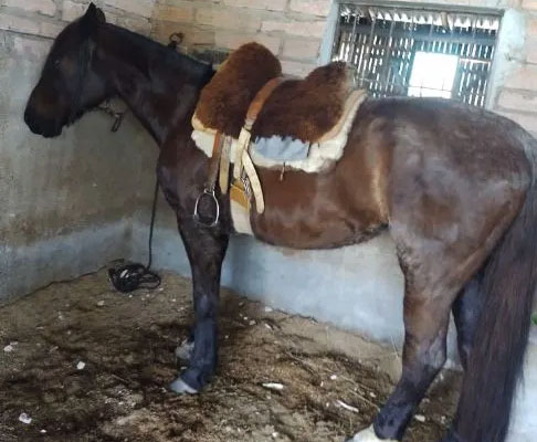 Cavalo crioulo