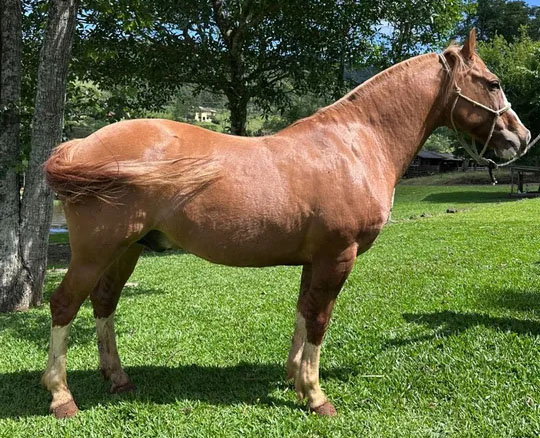 Cavalos crioulos