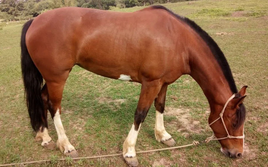 Vendo égua de montaria